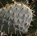  "Now that's what I call sharp!" Prickly Pear (